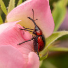 Apple fruit weevil in Bulgaria.