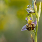 Bee orchid in Bulgaria.