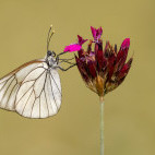 Black-veined white in Bulgaria.