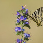 False swallowtail in Bulgaria.