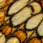 Close-up of a fritillary wing in Bulgaria.