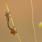 Mating robber flies in Bulgaria.