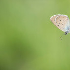Mazarine blue butterfly in Bulgaria.
