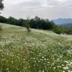 Meadow in Dobrostan, Bulgaria.
