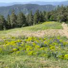 Meadow in Dobrostan, Bulgaria.