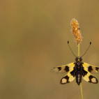 Owl fly in Dobrostan, Bulgaria.