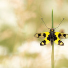 Owl fly in Bulgaria.