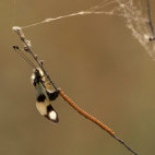 Owl fly laying eggs in Bulgaria.