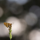 Spotted fritillaries mating in Bulgaria.