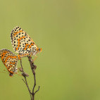 Spotted fritillaries mating in Bulgaria.