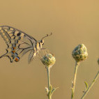 Swallowtail butterfly in Bulgaria.
