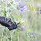 Bronze glandular bush cricket in Bulgaria.