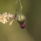 Festoon butterfly in Bulgaria.