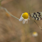 Spoonwing in Bulgaria.
