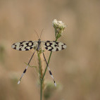 Spoonwing in Madzharovo, Bulgaria.