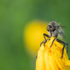 Robber fly in Bulgaria.