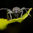 Round-necked longhorn beetle in Bulgaria.