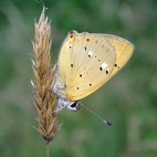 Scarce copper in Bulgaria.