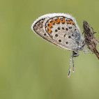 Silver-studded blue in Bulgaria.