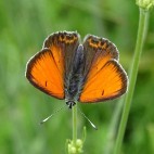 Male Balkan copper in Bulgaria.