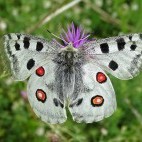 Parnassius apollo in Bulgaria.