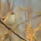 Cetti's warbler