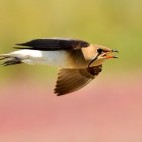 Collared pratincole near Lake Skadar in Montenegro