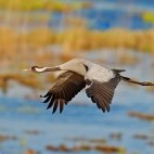 Common crane