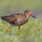 Common redshank