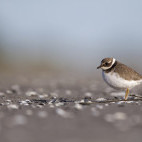 Common ringed plover in Scotland