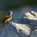 Common rock thrush near Lake Skadar in Montenegro