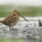 Common snipe in Scotland