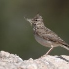 Crested lark