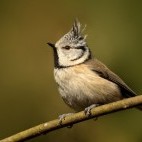 Crested tit
