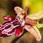 Cretan bee orchid in Crete, Greece