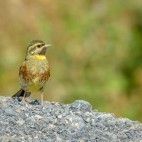Cirl bunting in Crete, Greece
