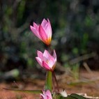 Cretan tulip in Crete, Greece