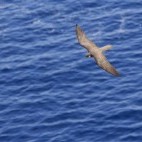 Eleaonora's falcon in Crete, Greece