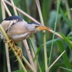 Little bittern in Crete, Greece