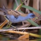 Little crake in Crete, Greece