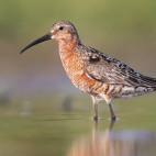 Curlew sandpiper