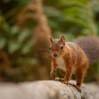 Red squirrel in Brownsea Island, the UK.
