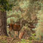 Sika deer in Brownsea Island, the UK.