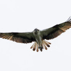 Osprey in Dorset, the UK.