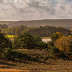 RSPB Arne in Dorset, the UK