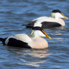 Eider duck in Scotland