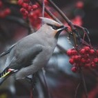 Bohemian waxwing