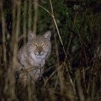 Eurasian lynx in Estonia.