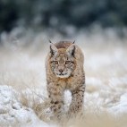 Eurasian lynx in Estonia