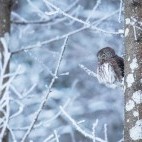 Eurasian pygmy owl in Estonia